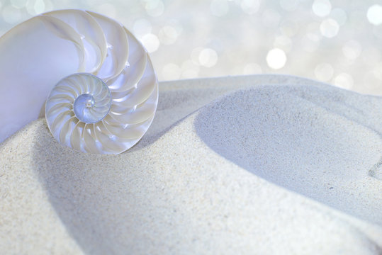 Nautilus shell cut