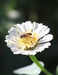 Муха Сирфида ( (Syrphidae) на цветке белой цинии 