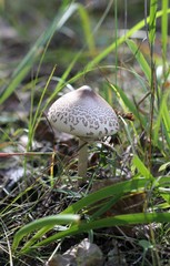 Гриб-зонтик пёстрый (Macrolepiota procera) в лесу