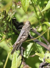 Крупная Трещотка (Angaracris sp.), прячущаяся в траве 