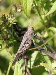 Крупная Трещотка (Angaracris sp.), прячущаяся в траве 