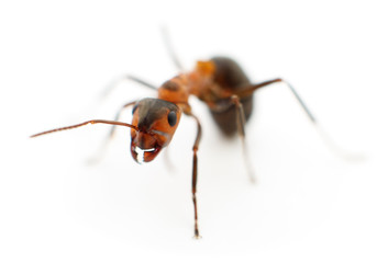 Brown forest ant.