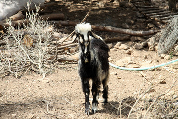 Black and white goat in the Turkish village