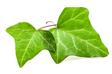 Efeu 