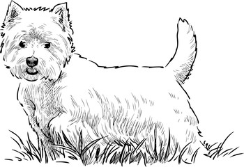 scottish terrier in the grass