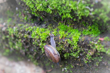snail eating on old brick covered with moss plant