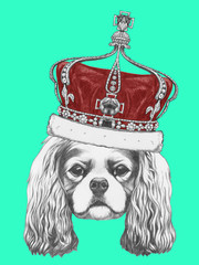 Portrait of Cavalier King Charles Spaniel with crown. Hand drawn illustration.