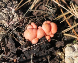 Грибы ликогала древесная (Lycogala epidendrum)