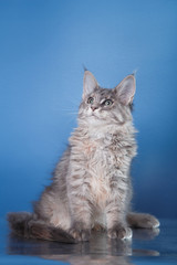 Maine Coon kitten portrait