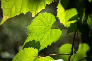 Green vine leaves