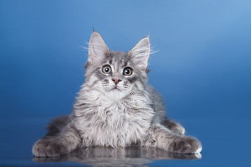 Maine Coon kitten portrait