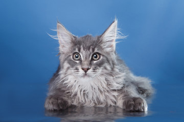 Fototapeta na wymiar Maine Coon kitten portrait
