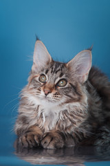 Maine Coon kitten portrait