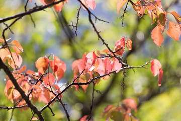 red leaves on a tree in autumn