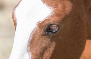 horse eye