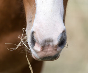 Naklejka premium horse in the pasture eating grass