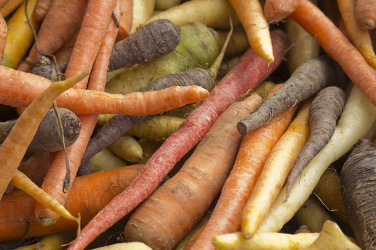 Multicolored Heirloom Carrots