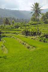 Fototapeta na wymiar Rice field