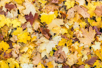 Herbstlicher Hintergrund