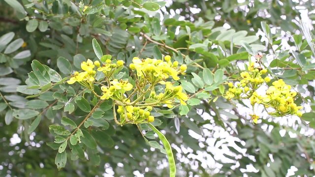Golden Shower (Cassia fistula L.)