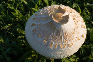 Mushroom