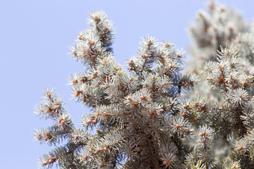 blue spruce branch on the nature