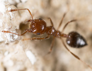 ant on the ground. Super Macro