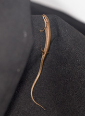 lizard on black