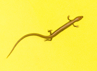 lizard on a yellow background