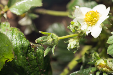 white flowers strawberry in nature. close-up