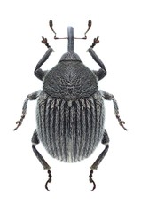 Beetle Cleopomiarus graminis