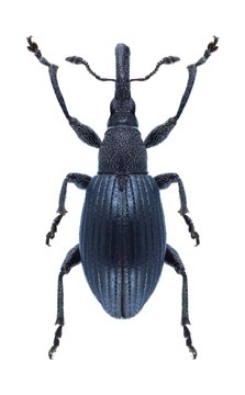 Beetle Aspidapion validum
