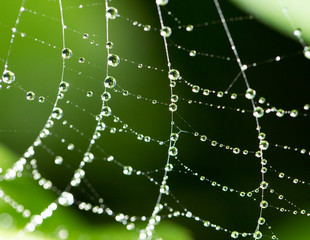 water droplets on a spider web in nature