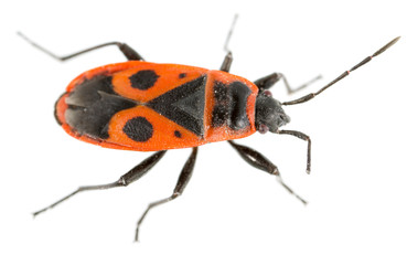 Red beetle on a white background. super macro