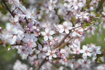 Cherry tree in bloom
