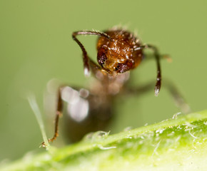 ant in nature. super macro