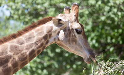 portrait of giraffe on nature