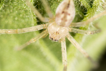 Spider in nature. close