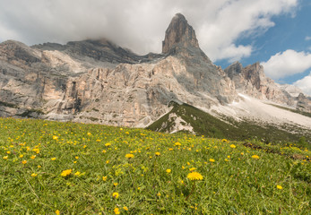 alpine meadow with dandelions in Dolomites