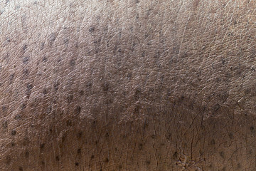 hippopotamus skin as background