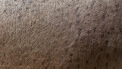 hippopotamus skin as background