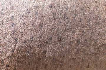 hippopotamus skin as background