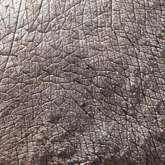 Fototapeta premium hippopotamus skin as background