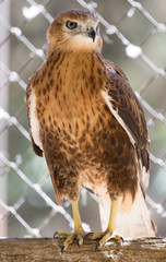 portrait of a hawk in the zoo