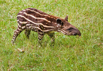 The tapir cub - 94243078