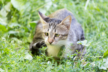 Naklejka na ściany i meble cat in the grass on the nature