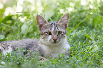 cat in the grass on the nature