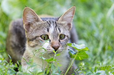 Naklejka na ściany i meble cat in the grass on the nature
