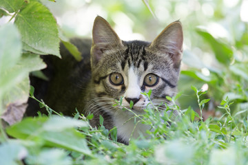 cat in the grass on the nature
