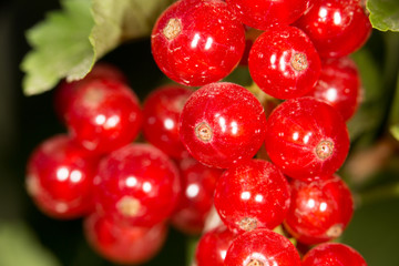 close-up of a red currant in the fruit garden